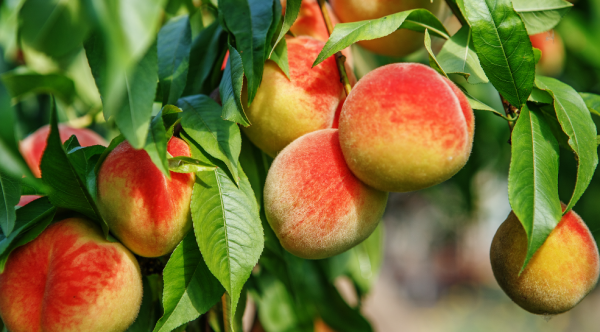 Tanaman Buah Berlimpah di Pekarangan